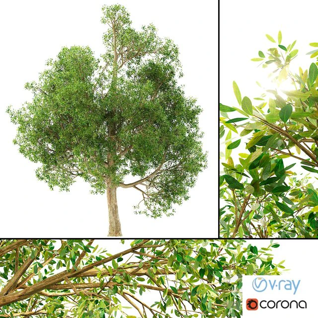 of a tree no 1 3D Model .c4d .max .obj .3ds .fbx .stl .blend