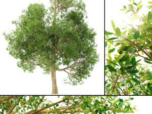 of a tree no 1 3D Model