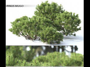 pine mountain number 2 3D Model