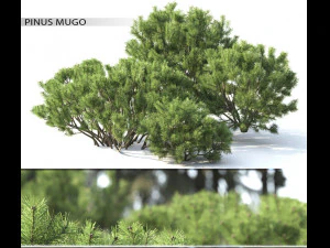 2 numaralı &ccedil;am dağı 3D Model