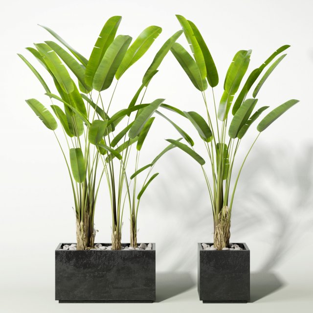 palm Modelo 3D .c4d .max .obj .3ds .fbx .stl .blend 