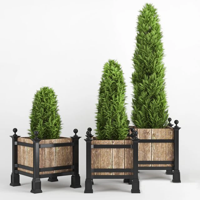 thuja occidentalis 3D Model .c4d .max .obj .3ds .fbx .stl .blend 