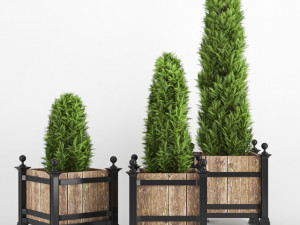 thuja occidentalis 3D Model