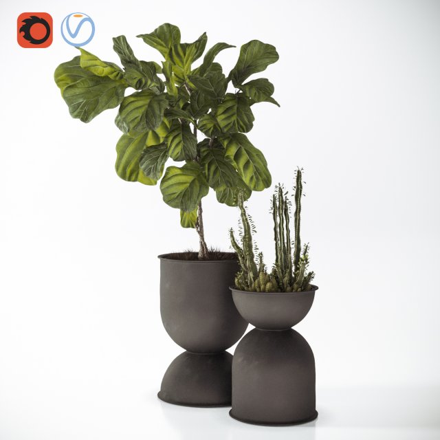 ficus and cactus 3D Model .c4d .max .obj .3ds .fbx .stl .blend 