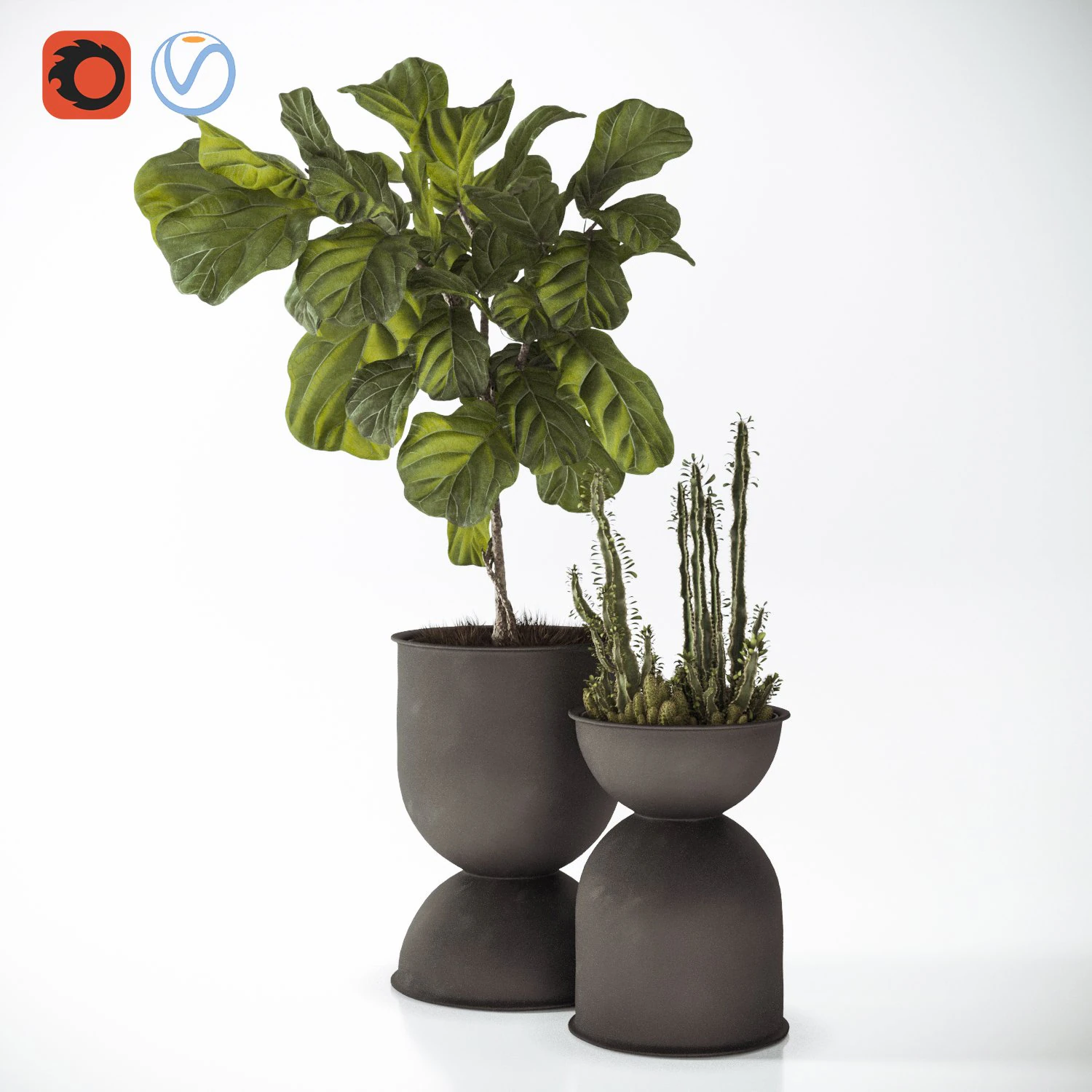 ficus and cactus 3D Model .c4d .max .obj .3ds .fbx .stl .blend 