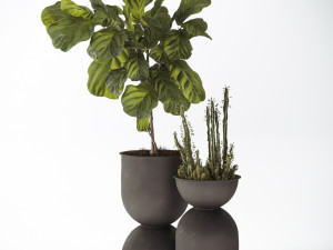 ficus and cactus Modello 3D