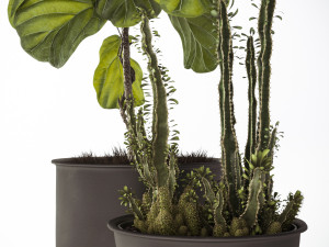ficus and cactus 3D Model