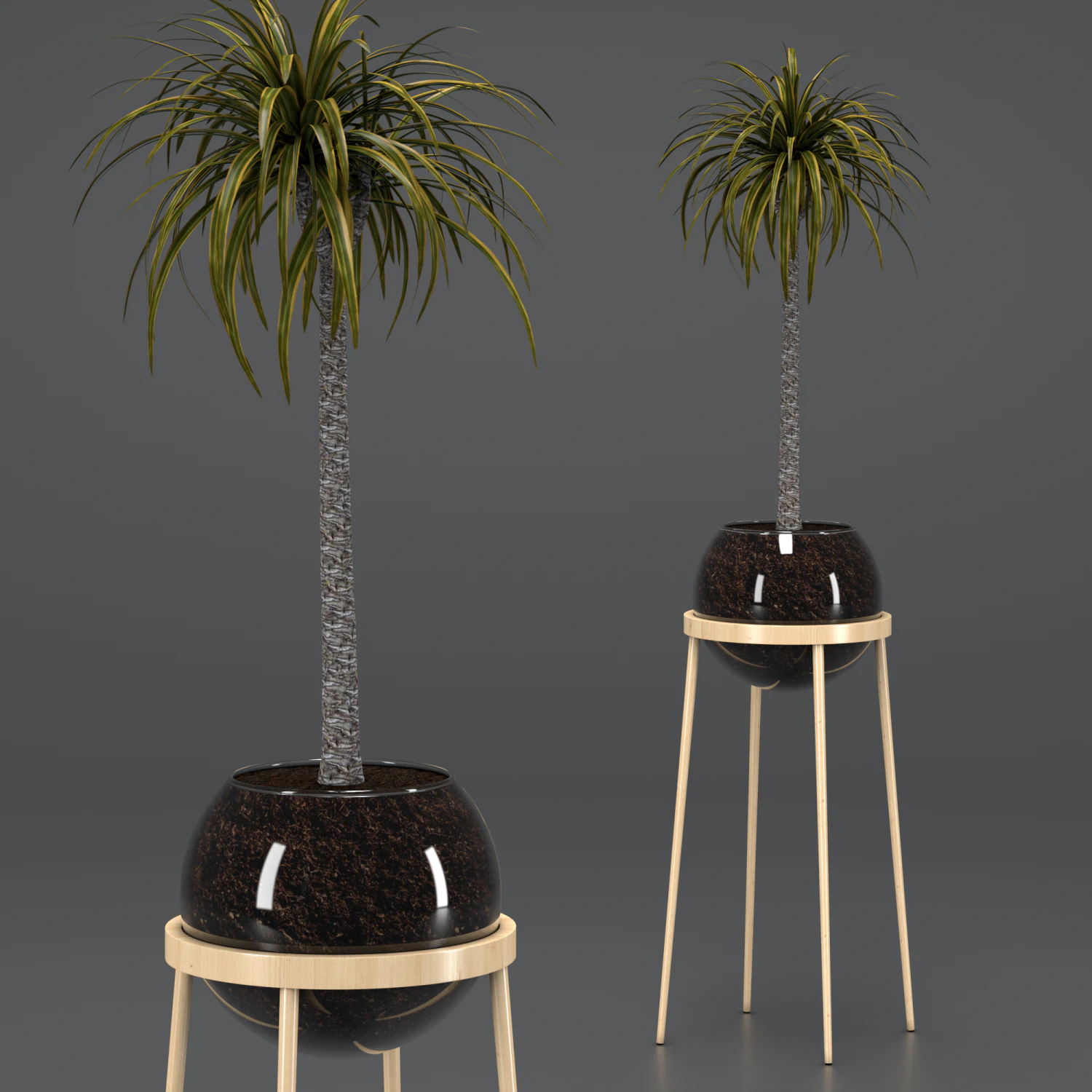 dracaena in a glass pot 3D Model .c4d .max .obj .3ds .fbx .stl .blend 