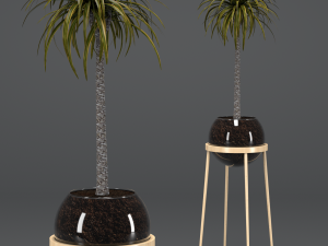 dracaena in a glass pot 3D Model
