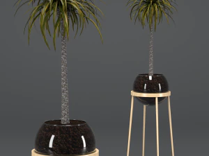 dracaena em pote de vidro Modelo 3D