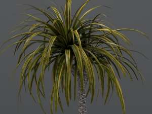 dracaena in a glass pot 3D Model