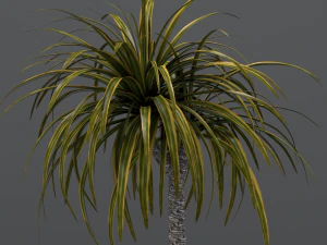 dracaena in a glass pot 3D Model