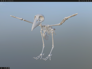 crow Modelo 3D