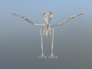 crow Modelo 3D