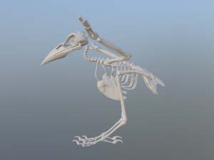 crow Modelo 3D