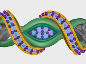 ring rose flower with stones 09 3D मॉडल