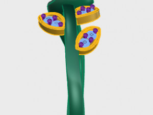 ring rose flower with stones 30 Model 3D