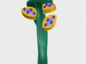 ring rose flower with stones 30 3D Model