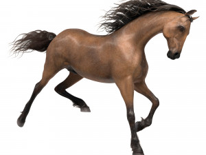 horse 3D मॉडल
