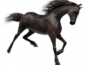 horse 3D मॉडल