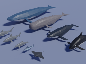 sea animals pack 3Dモデル
