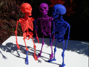 スケルトン 3Dプリントモデル