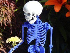 skeleton Modello di stampa 3D