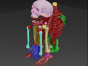 skeleton Modello di stampa 3D
