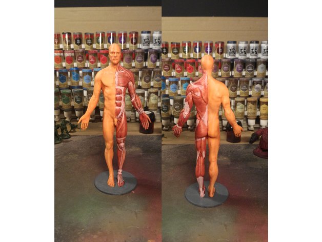 anatomy Modèles 3D en vedette .c4d .max .obj .3ds .fbx .stl .blend 