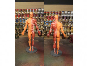 anatomy 3D Print Model