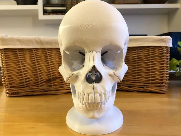 skull 3D Print Model .c4d .max .obj .3ds .fbx .stl .blend 