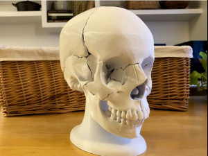 skull Model Cetak 3D