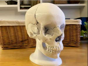 skull 3D Print Model