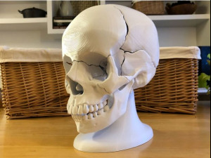 skull Model Cetak 3D