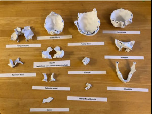 skull Model Cetak 3D
