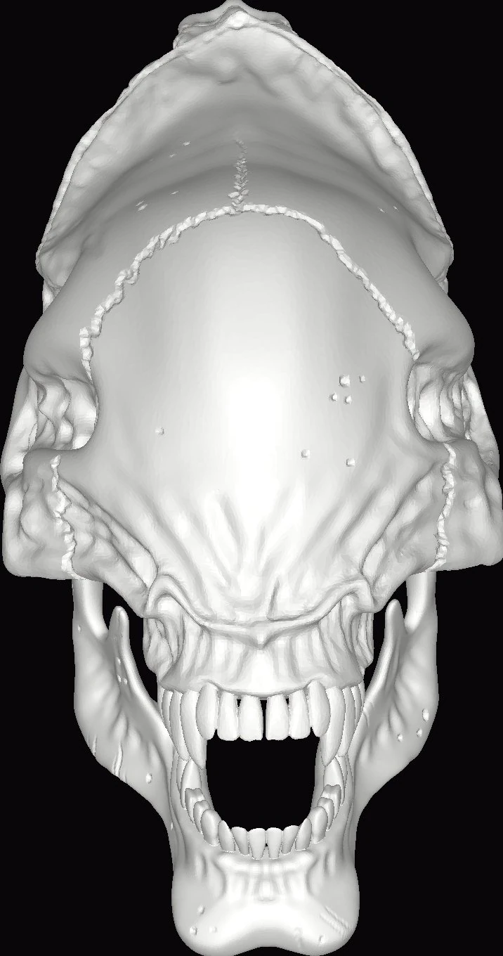 alien xenomorph skull 3D Print Model .c4d .max .obj .3ds .fbx .stl .blend 