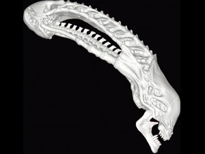 alien xenomorph skull 3D Print Model
