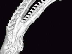 alien xenomorph skull 3D Принт Модель