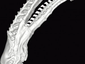 alien xenomorph skull 3D Print Model