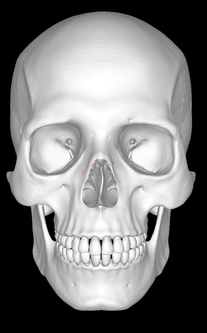 Detailed-human-skull 3D Model .c4d .max .obj .3ds .fbx .stl .blend