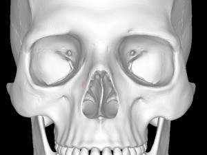 Detailed-human-skull 3D Models