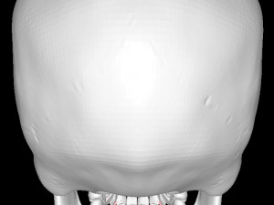 Detailed-human-skull Modelo 3D