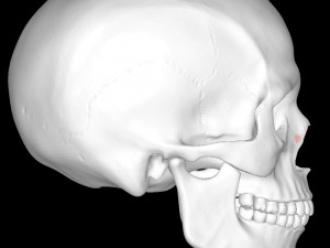 Detailed-human-skull Modelo 3D