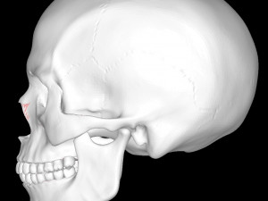 Detailed-human-skull Modelo 3D