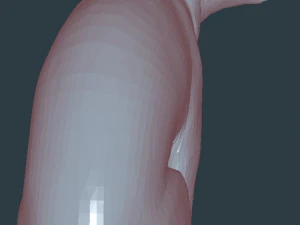 Cat 3D Model