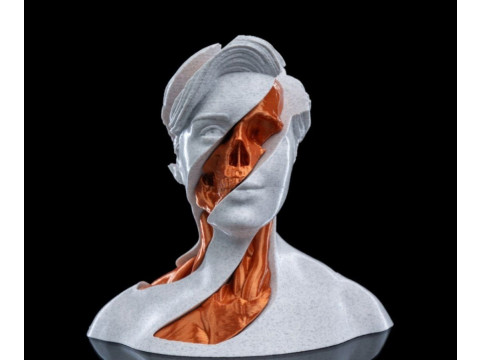 Anatomy Modello di stampa 3D