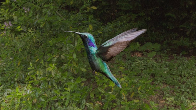 bird 3D Model .c4d .max .obj .3ds .fbx .stl .blend 