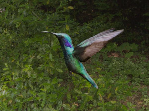 птах 3D Модель