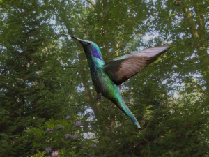 bird 3D Model