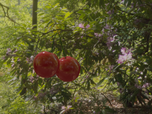 cherry Modèle 3D